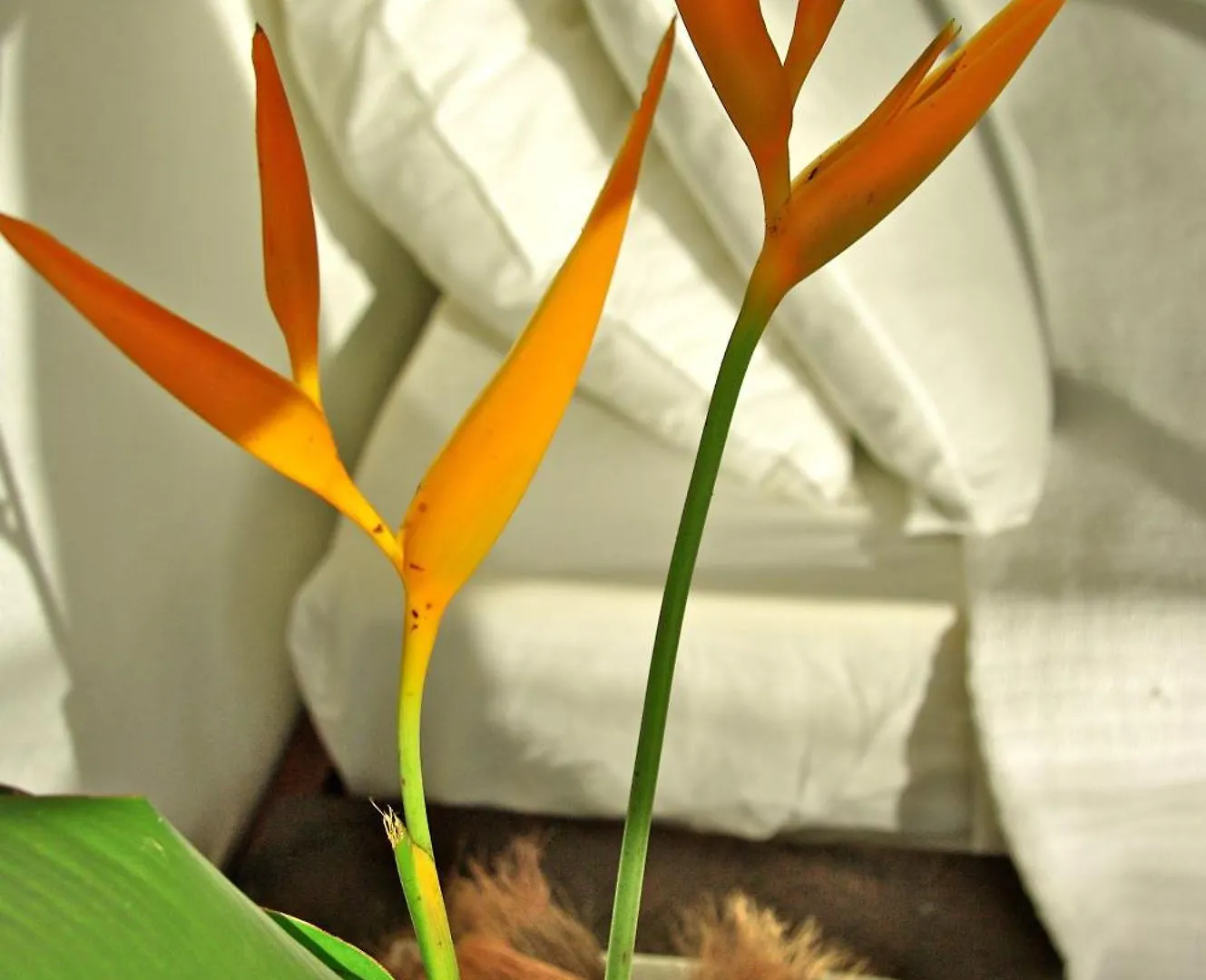 ****  Bliss Boutique Hotel Seychelles Glacis  Seychelles